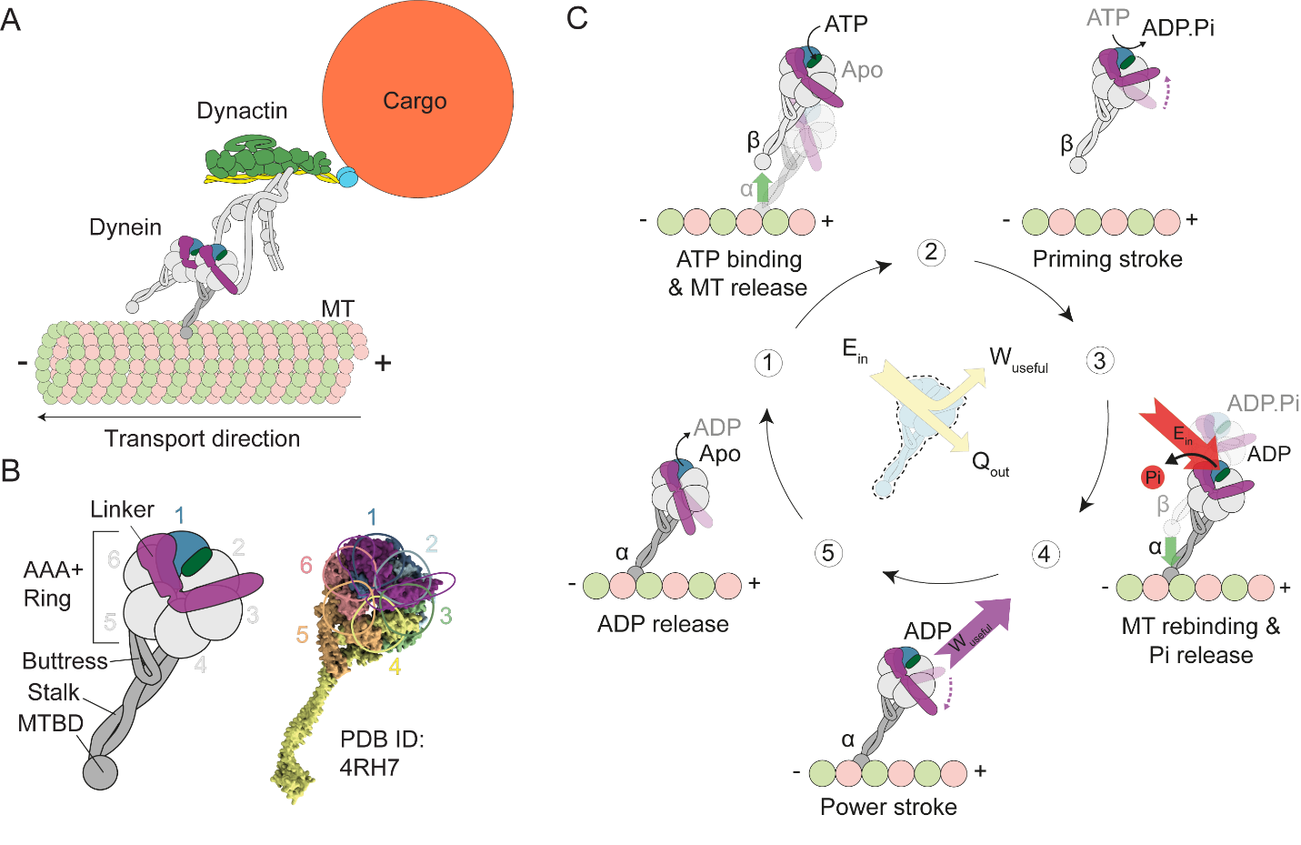 dynein_fig2