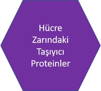 Hucre-Zarindaki-Tasiyici-Proteinler