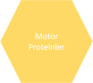 Motor-Proteinler