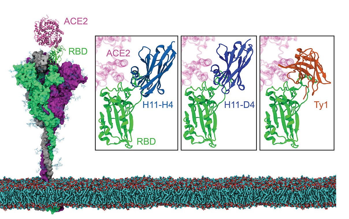 Nanobody and Spike Protein